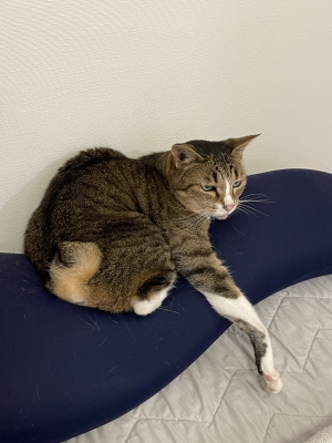 MINORI(ﾐﾉﾘ) 江戸っ子にゃんこ🐈