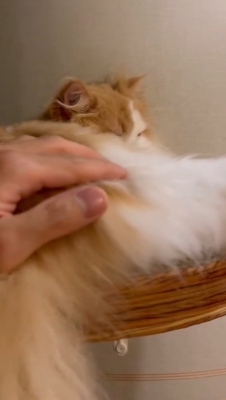 MINORI(ﾐﾉﾘ) にゃんこにも滑らかなフェザータッチ🐈