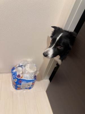 ATSUMU（ｱﾂﾑ） 覗きいっぬ