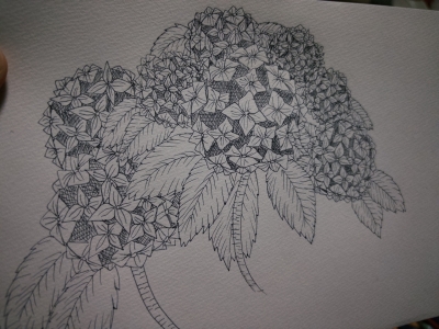 YAK(ﾔｸ) 紫陽花2