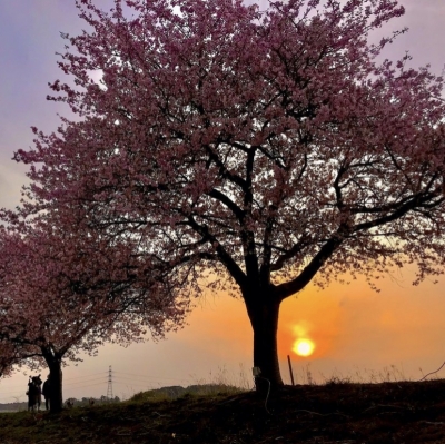 ASAHI(ｱｻﾋ) 桜の季節٩( 'ω' )و