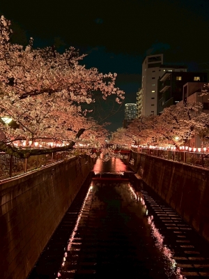 MICHIRU(ﾐﾁﾙ) 夜桜