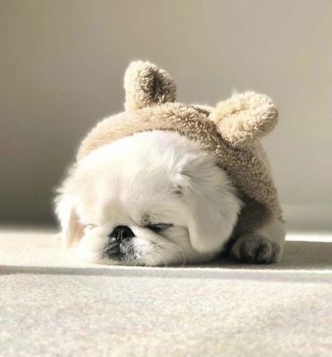 TAIYO(ﾀｲﾖｳ) 20-23時に待ってマッスルたいよう💪