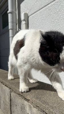 SHINNOSUKE(ｼﾝﾉｽｹ) 天気良いからね