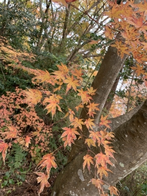 WAKA(ワカ) もう紅葉だね