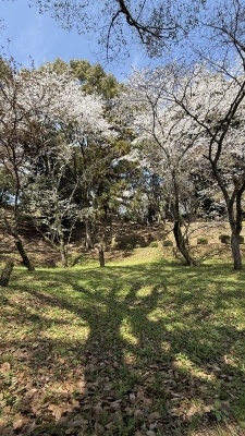 KUU(ｸｳ) 桜