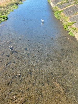 SYUNYA(ｼｭﾝﾔ) めちゃくちゃ鳥