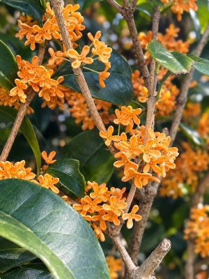 AREKU(アレク) 金木犀