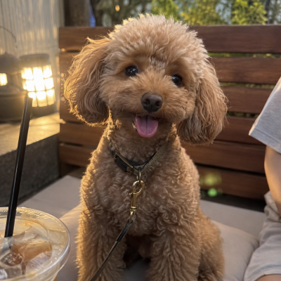 SHUN(シュン) 実家の癒し🐶