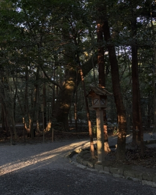 MASH(ﾏｯｼｭ) 木漏れ日がすき