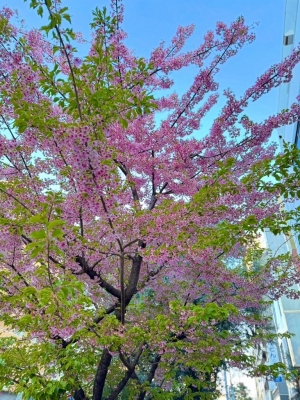 YAMATO(ﾔﾏﾄ) 桜🌸