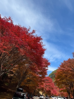 ARASHI(ｱﾗｼ) 【🍁】