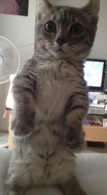 HIKARI(ﾋｶﾘ) 友達の家の猫