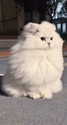 KENTO (ｹﾝﾄ) 😼