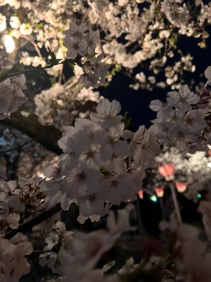 KAKERU(ｶｹﾙ) 夜桜🌙🌸