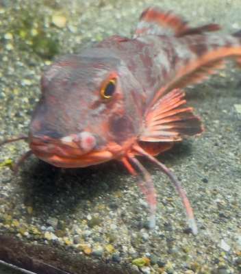 SEX TOY （セックストイ） 魚にもモテるのか笑
