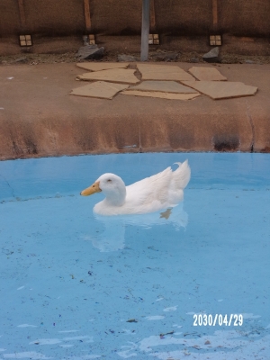 RITSUYA(ﾘﾂﾔ) チャッピーって𓏸𓏸のことらしい！