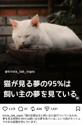 YUUSHI(ﾕｳｼ) 寝てるとき、何の夢見てるのかな🐈💭