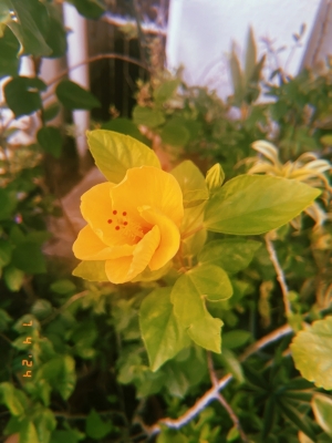 KEEYA(ｹｰﾔ) 黄色い薔薇