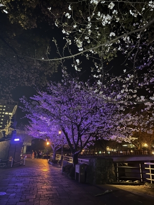 HIBIKI（ヒビキ） 熊本城のお堀の夜桜