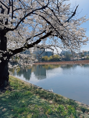 ITO(ｲﾄ) 桜
