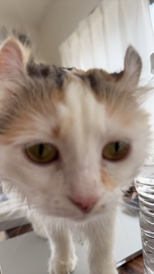 YUMA(ﾕｳﾏ) 金曜日🐱！！