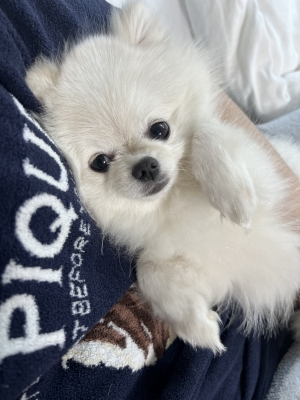 REN(ﾚﾝ) おはよー🐶🐾