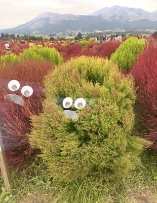 KAGUYA(ｶｸﾞﾔ) 🌳自然界隈🌳