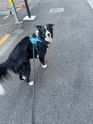 ATSUMU（ｱﾂﾑ） ノエルが生まれた日