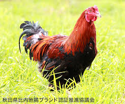 AISA(ｱｲｻ) 動物シリーズ最終回『比内地鶏』