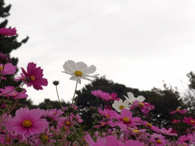 MASH(マッシュ) 空とお花の組み合わせが素敵