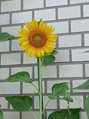 TOUYA(ﾄｳﾔ) 今日の向日葵は可愛い
