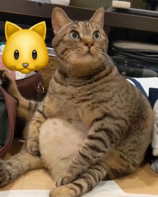 MIRAI(ミライ) 今日は猫ちゃん