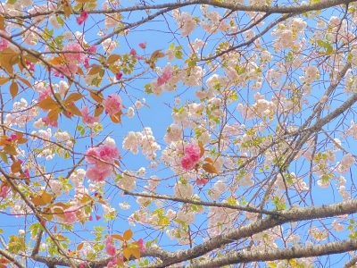SEIJI（ｾｲｼﾞ） 桜