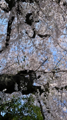HIDAKA(ﾋﾀﾞｶ) 桜おまん開^ ^