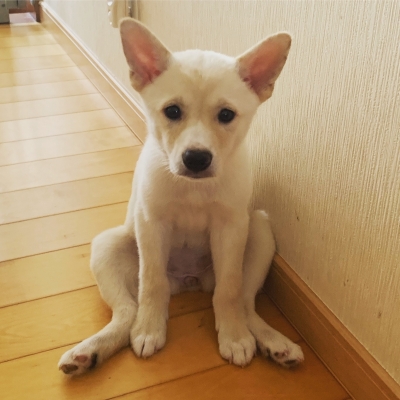 LUCA(ﾙｶ) 🐶保護犬ボランティアの昔話②〜ごはん〜