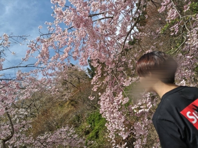 RYUKA(ﾘｭｶ) 枝垂れ桜