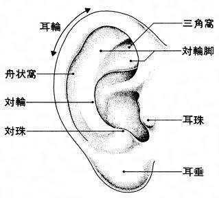 NOBU（ﾉﾌﾞ） 耳責めは好きですか？✌️