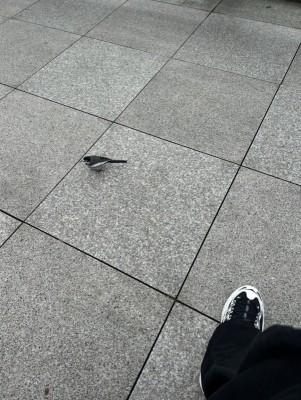 KONOSUKE(ｺｳﾉｽｹ) ふーん、お前もぼっちじゃん