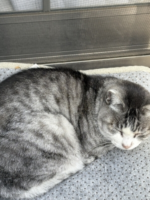 NOBU(ノブ) カオリ!