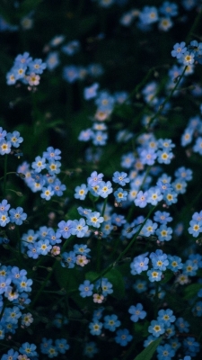 JOJO(ｼﾞｮｼﾞｮ) 宿題