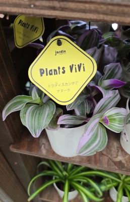 LEO(ﾚｵ) 植物全滅☆