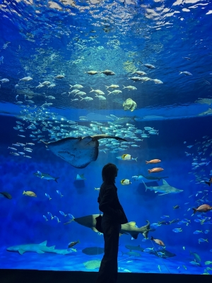 HYO(ﾋｮｳ) 𝕒𝕢𝕦𝕒𝕣𝕚𝕦𝕞𓆛𓆜𓆝𓆞𓆟