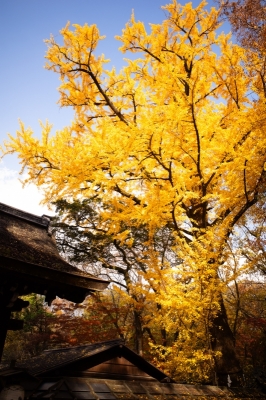 KANNA(カンナ) そう見えないらしい?