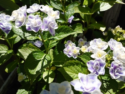 AYATAKA(ｱﾔﾀｶ) 紫陽花