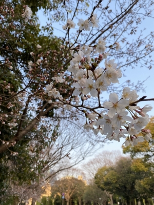 ZONO(ｿﾞﾉ) 桜が咲き始めてましたね