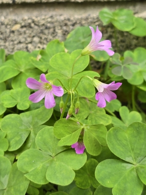 TOBARI(ﾄﾊﾞﾘ) 小さな花