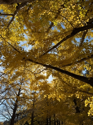 ARASHI(アラシ) 【大事なお知らせ】