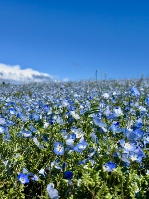 KOSHIN(コウシン） ネモフィラ