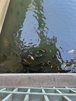 KONOSUKE(ｺｳﾉｽｹ) こっち鯉